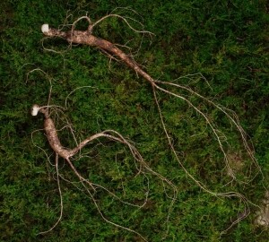 푸새엔지 강원도 정선 청정지역 6년근 5뿌리 유기농 산양삼